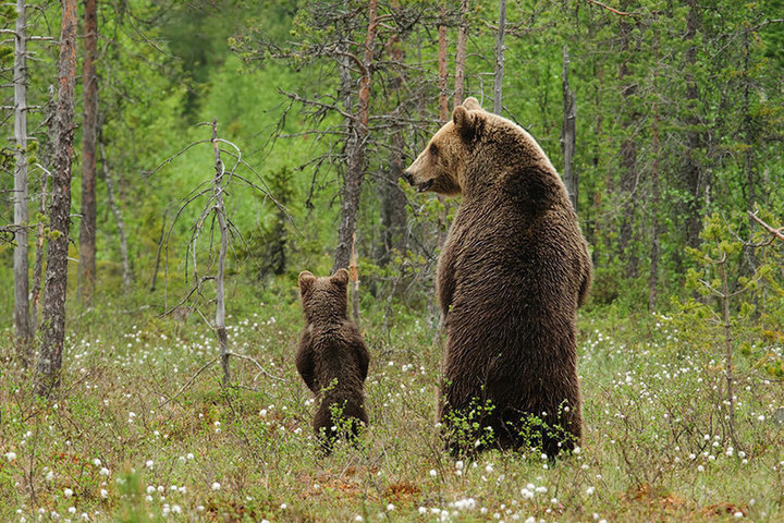 In the Amur region, bears cannot hibernate due to the weather