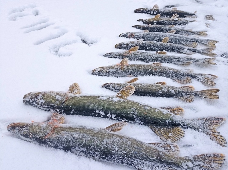 Рыбаки Тверской области продолжают испытывать лед на прочность и хвастаться уловом
