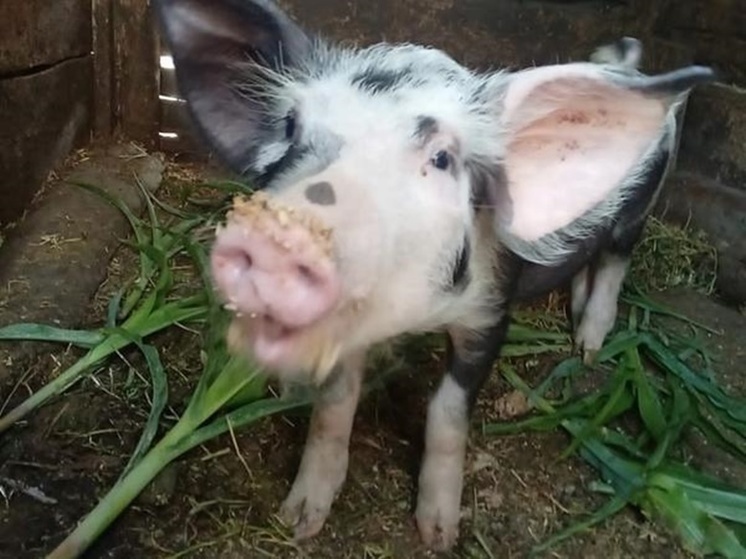 В Азовском районе выявили очаг африканской чумы свиней