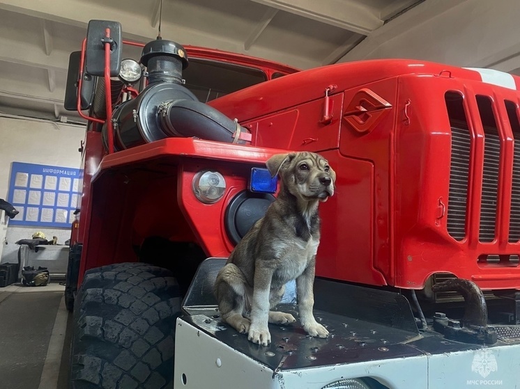 На Южном Урале в пожарный гарнизон приняли на работу щенка