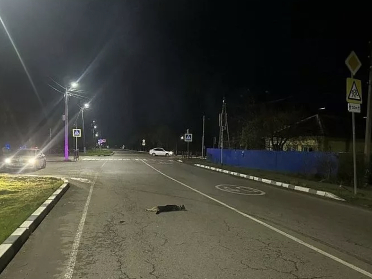 В Гулькевичском районе подросток на мотоцикле сбил собаку и попал в больницу