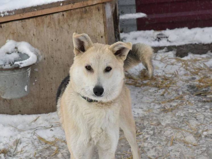 Власти Омска предлагают горожанам стать опекунами над собаками из приюта