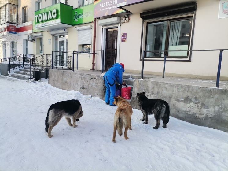 В Улан-Удэ зоозащитники оперативно ищут новых хозяев для бездомных собак