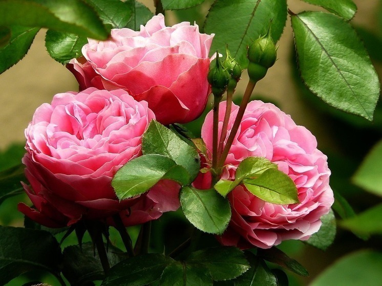 Обеспокоенная белгородка обратила внимание мэра на кражу цветов из Аллеи роз