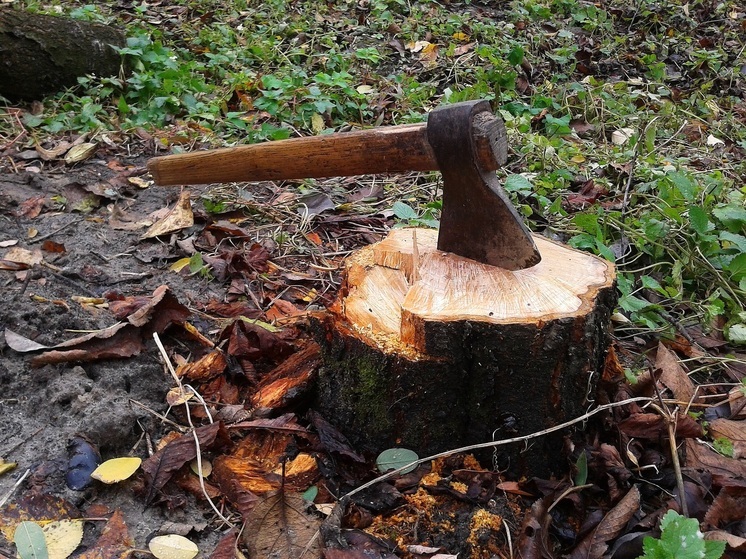 Бизнесмен из Петрозаводска спилил пять деревьев и попал под статью