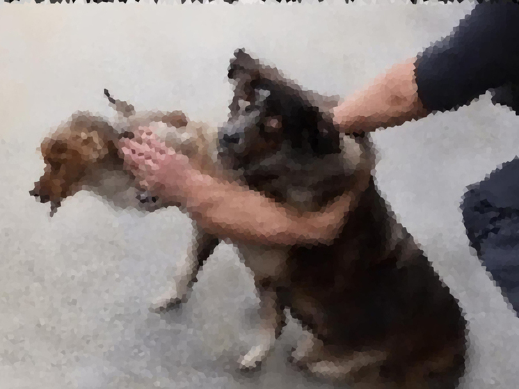 Житель Камчатки голыми руками забил собаку