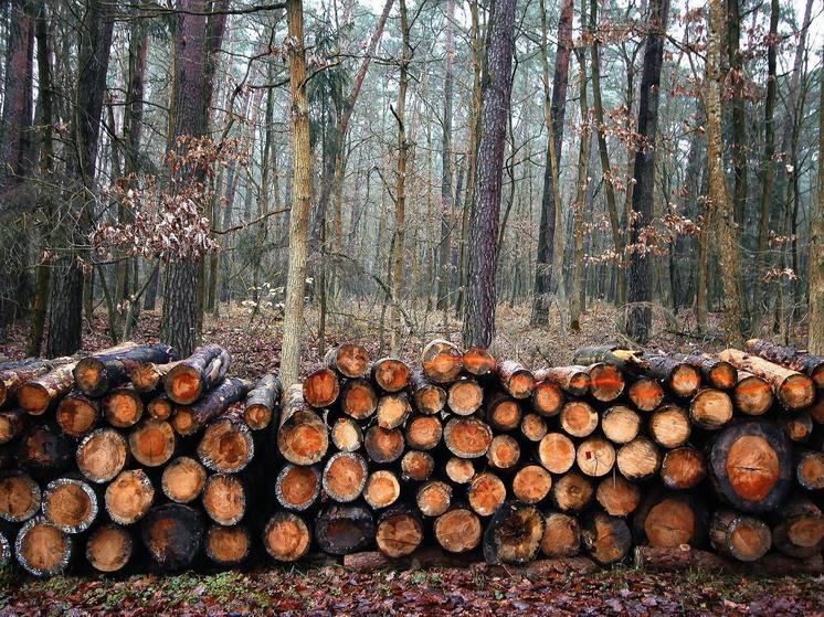 В Бурятии назвали места, где можно взять дрова по ценам ниже рыночных