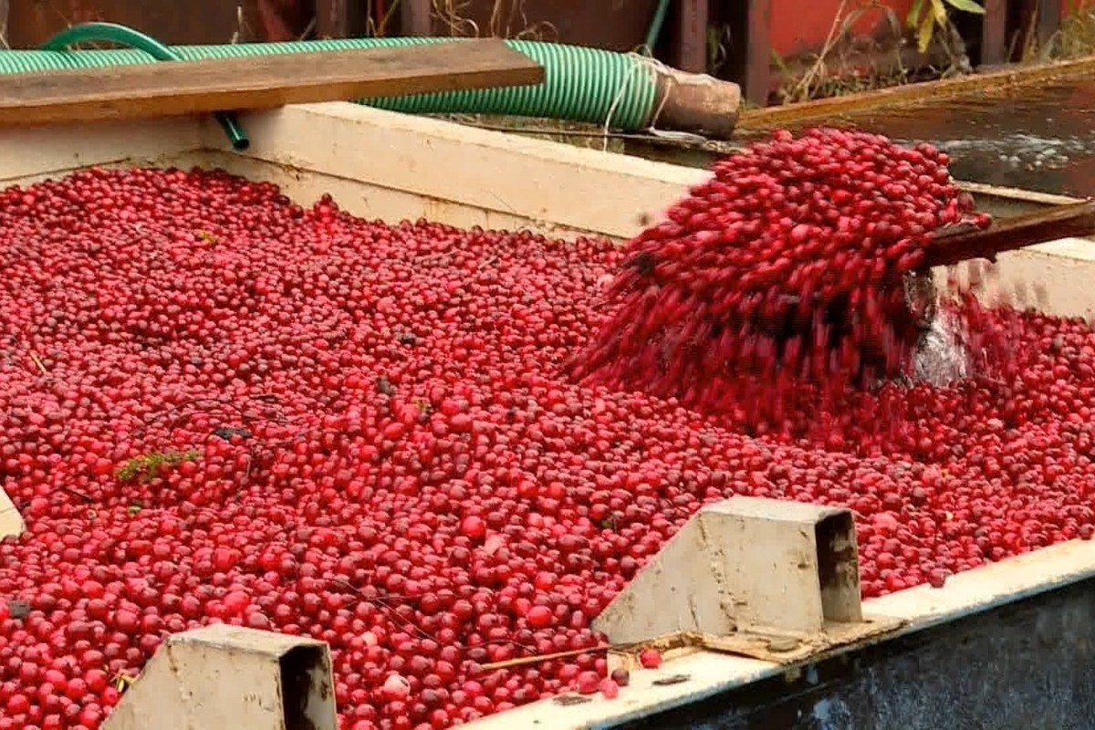 В Костромской области в этом году собран рекордный урожай клюквы