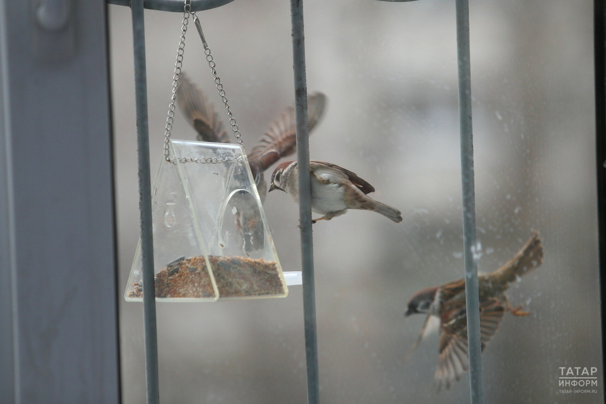 В Татарстане открылась зимняя акция «Покормите птиц!»