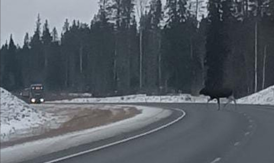 Испуганная лосем настенька изумленно смотрела на змею. Лось в Карелии. Белый Лось в Карелии.