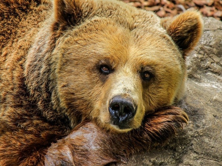 В Приморье медведи не могут уснуть из-за теплой погоды