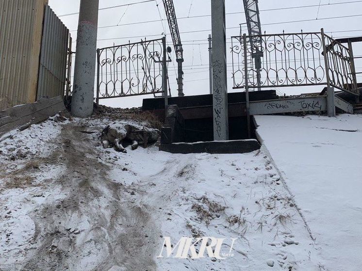 Зооволонтёры создали петицию против усыпления бездомных собак в Забайкалье