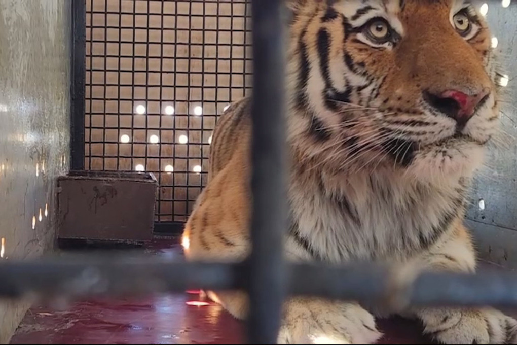 Травмированного амурского тигра доставили в Московский зоопарк