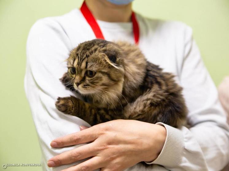 Круглосуточная ветеринарная клиника появится в Петрозаводске