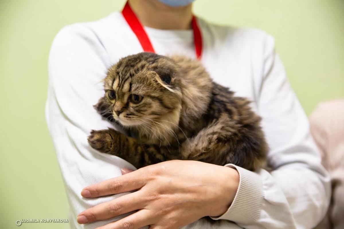 Круглосуточная ветеринарная клиника появится в Петрозаводске