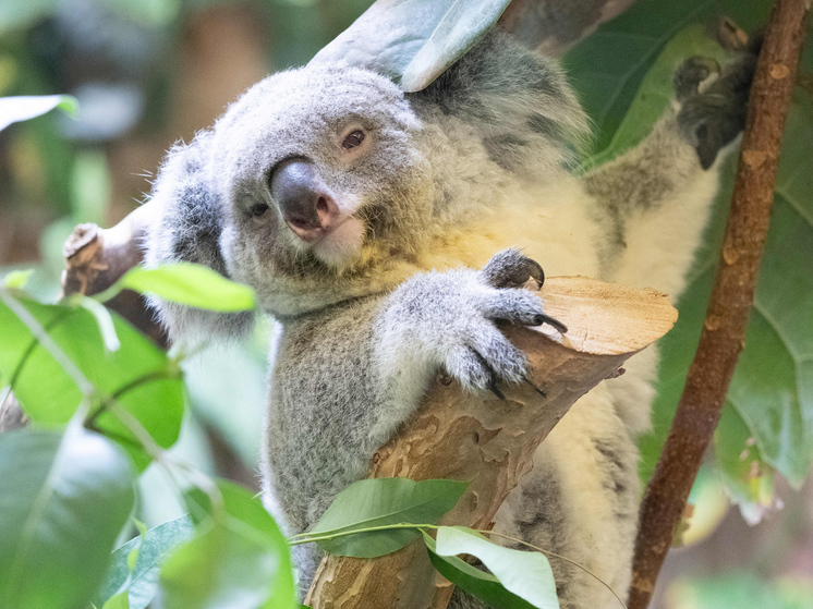 Коридоры спасения создали для коал в Австралии