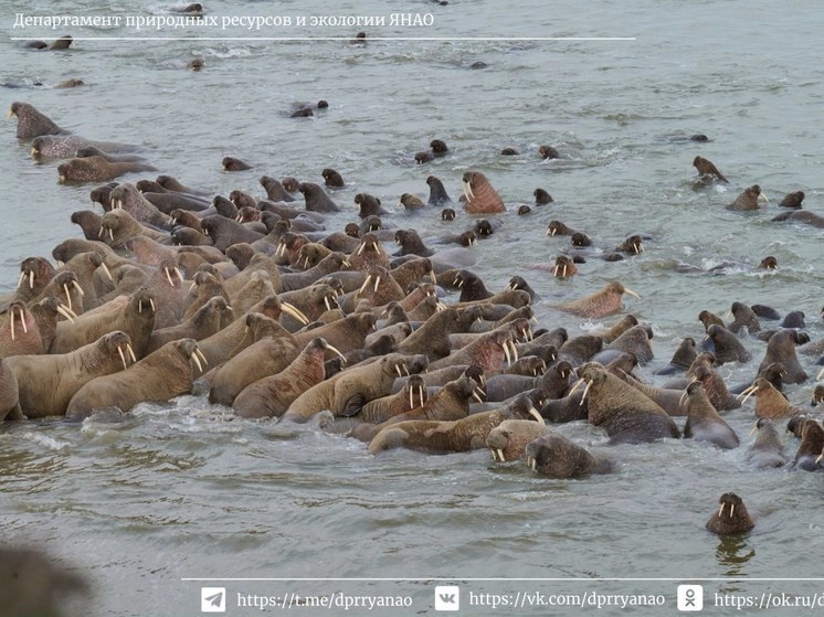 В Салехарде откроют посвященную ямальским моржам выставку