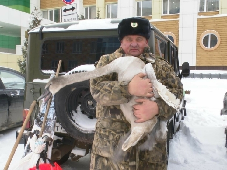 В Нижнекамске спасли застрявшего на льду лебедя