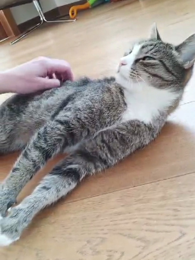 Появилось милое видео с выздоравливающим котом Гришкой из Тверской области