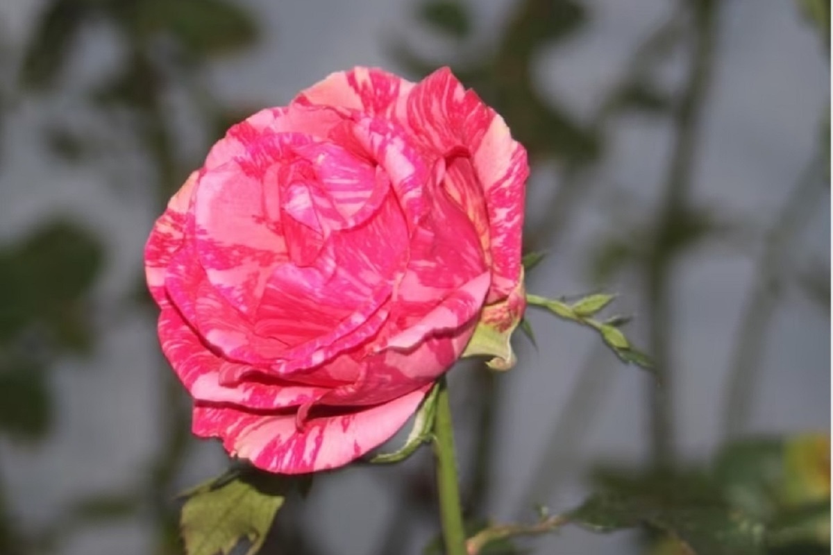 В Невинномысске в преддверии зимы массово зацвели розы