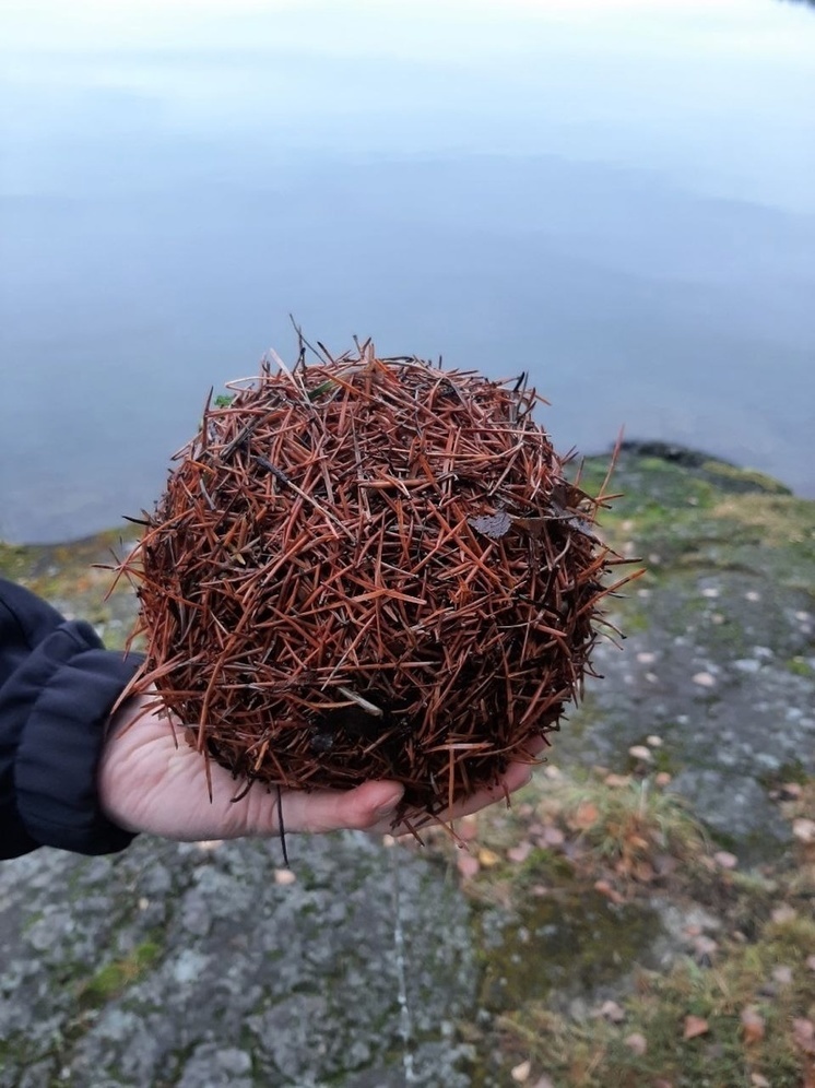 Необычный объект нашли на Урозере жители Карелии и передали ученым