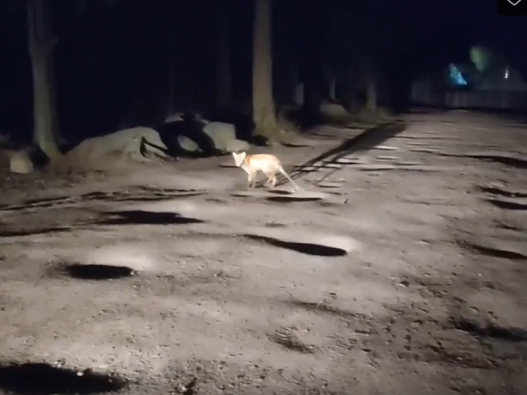 Лисичка с облезлым хвостом встретилась на пути жителю Карелии