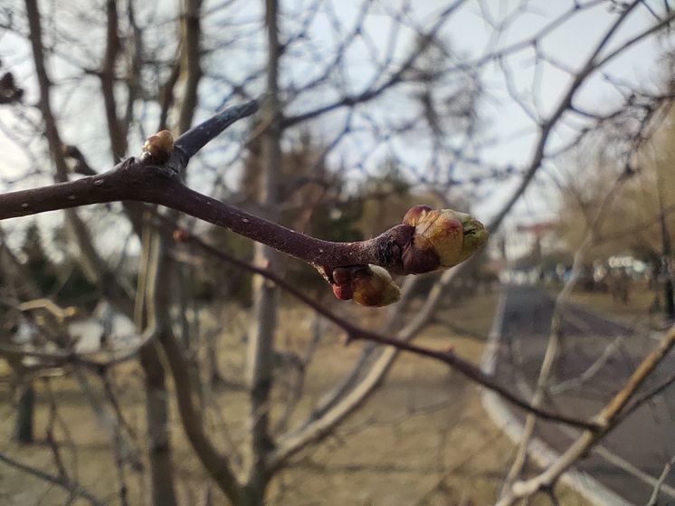 В середине ноября в омском днедросаду им. Гензе на деревьях набухли почки