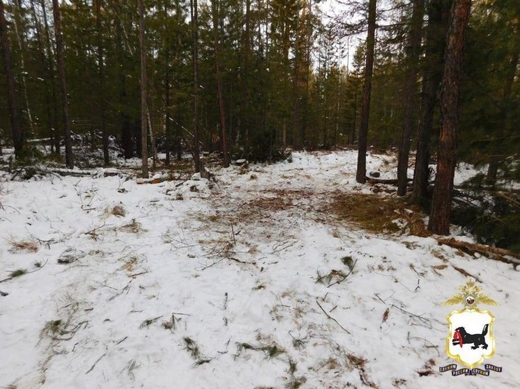 Незаконную рубку леса пресекли в Черемховском районе