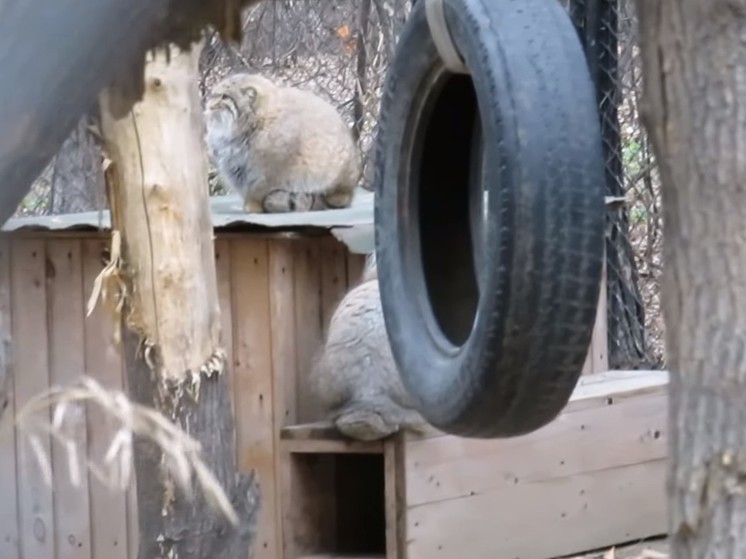 В Новосибирском зоопарке на видео попал эффектный прыжок манула