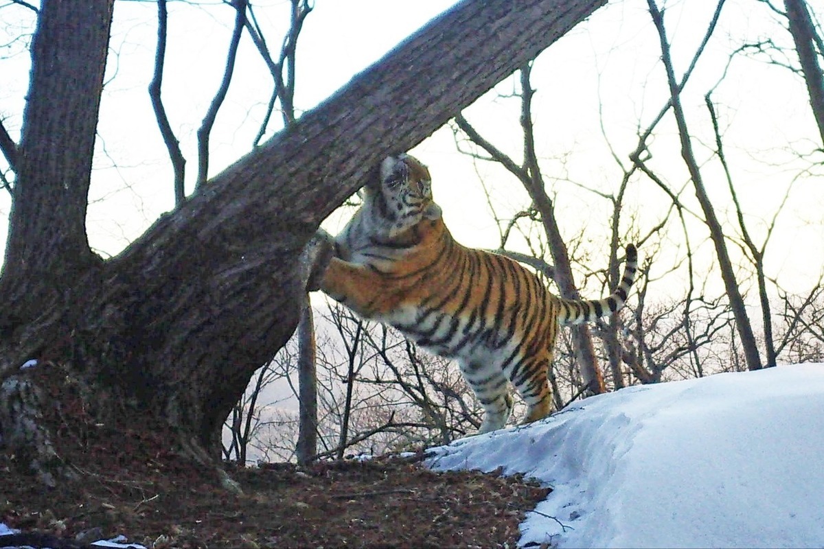 Амур чат