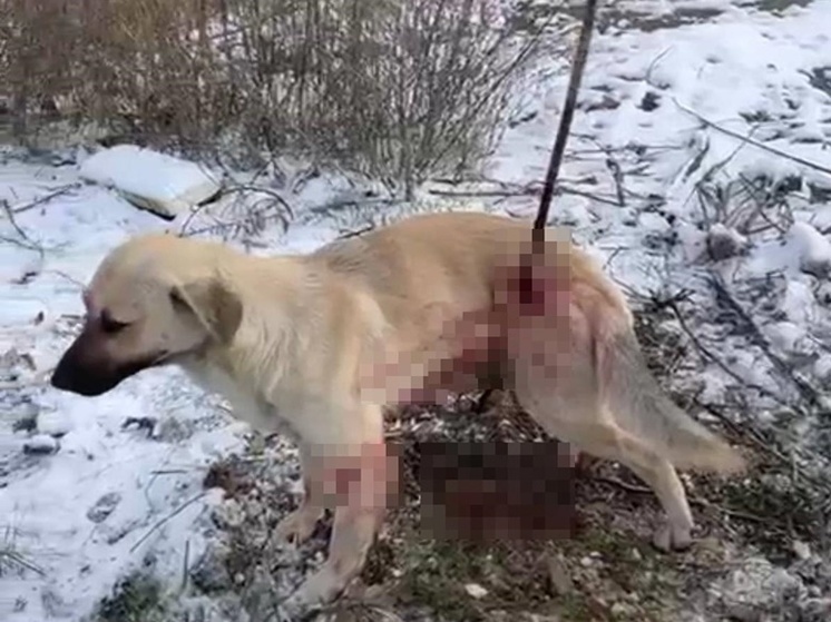 В Батайске неизвестный насквозь проткнул бездомного пса железным прутом
