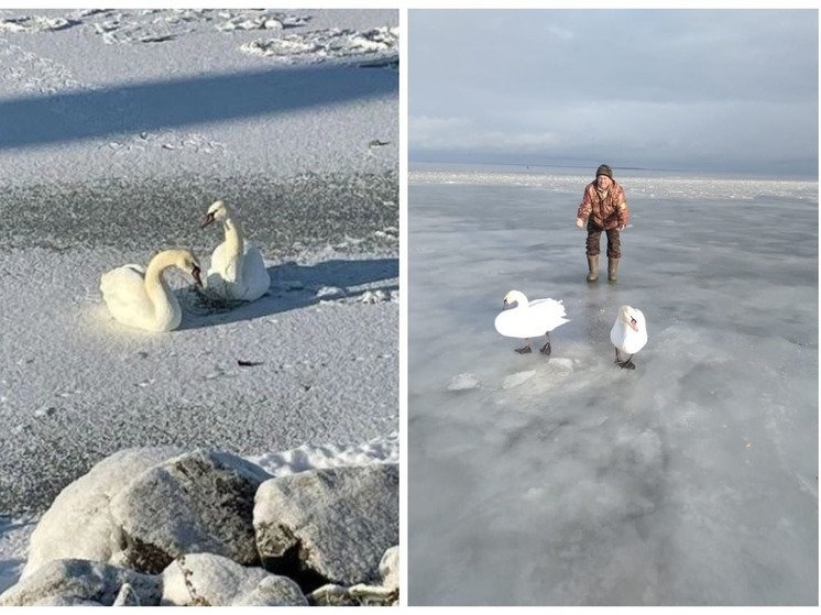 Найдены краснокнижные лебеди, пропавшие со льда Обского моря под Новосибирском