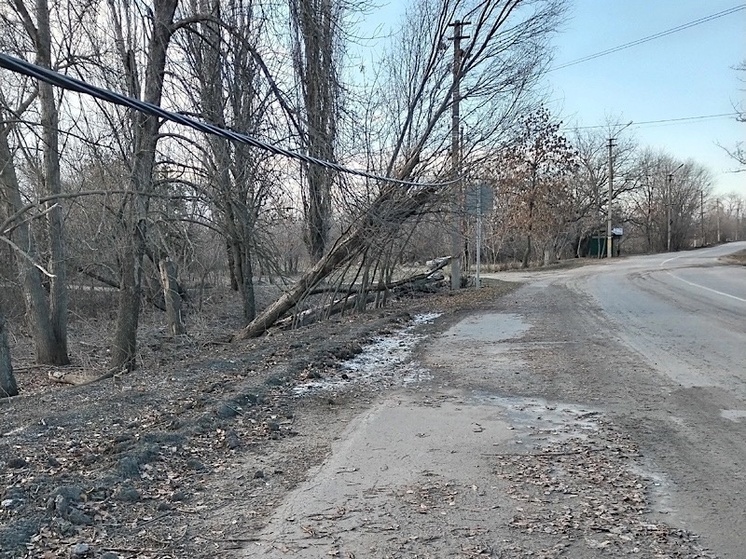 В Донецке уже полгода не могут убрать дерево упавшее на провода ЛЭП