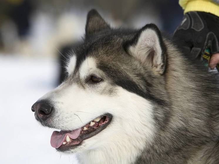 В подольском МФЦ начали принимать четвероногих посетителей