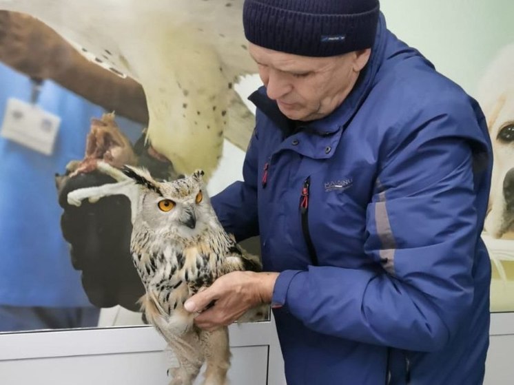 В Алтайском крае спасли краснокнижного филина