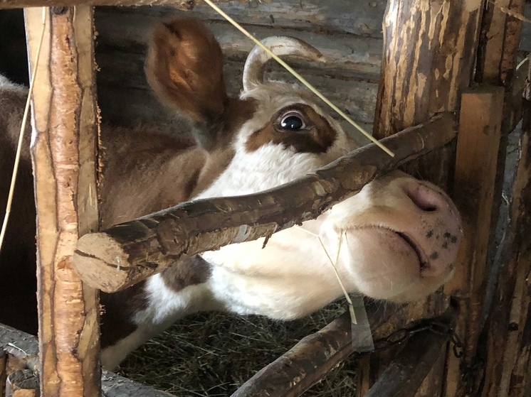 Самое вкусное молоко производят в Кирилловском округе