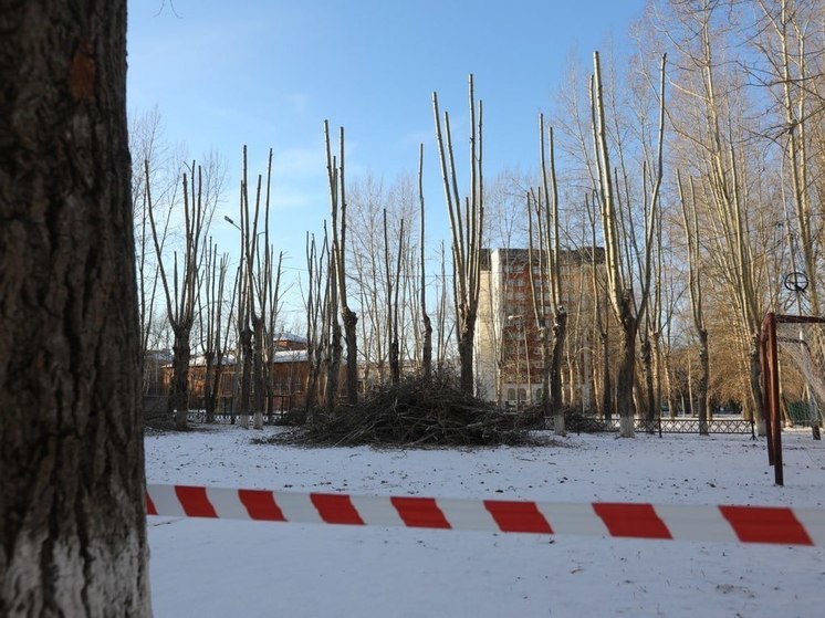 В Тюмени за зиму омолодят деревья