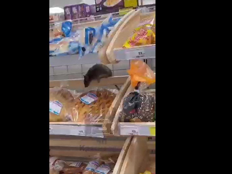 Крыса ела хлеб на прилавке продуктового магазина в Красноярске