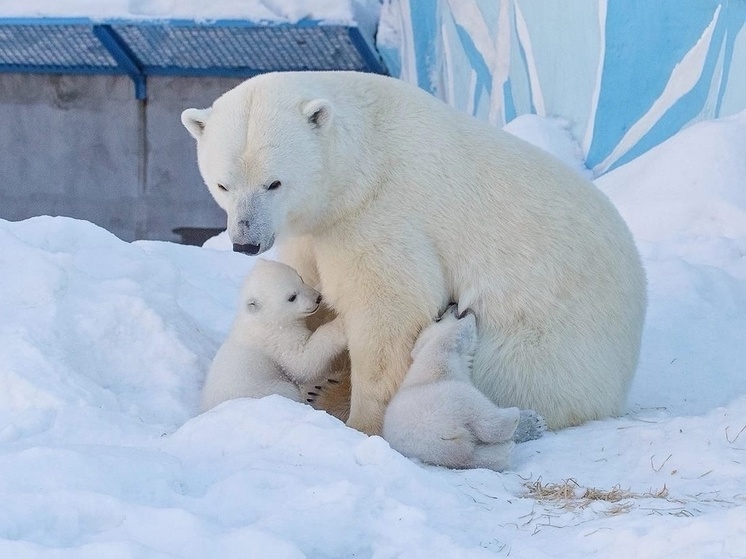 Новосибирский зоопарк в День матери опубликовал фото мам своих обитателей