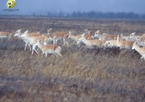В Забайкалье продолжается сезонная миграция краснокнижных дзеренов