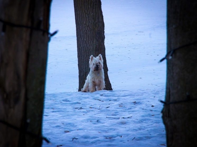 Кинолог Голубев объяснил тулякам, чем опасны зимние прогулки для собак