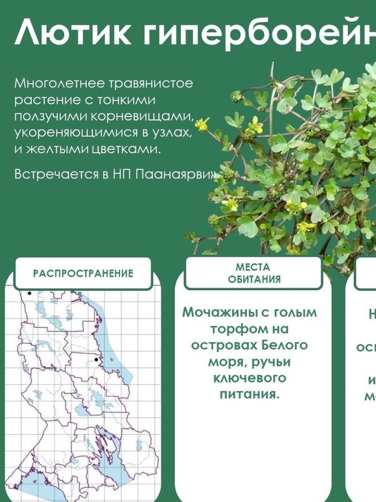 Редкие лютики-цветочки пополнили красную книгу Карелии