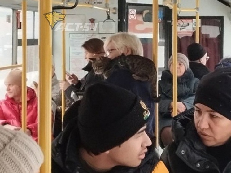 Кондуктора с котом на плече заметили в автобусе в Новосибирске