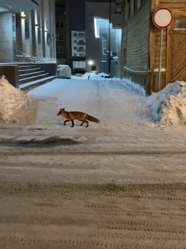 Лису, гуляющую по центру Сортавала, осыпали комплиментами