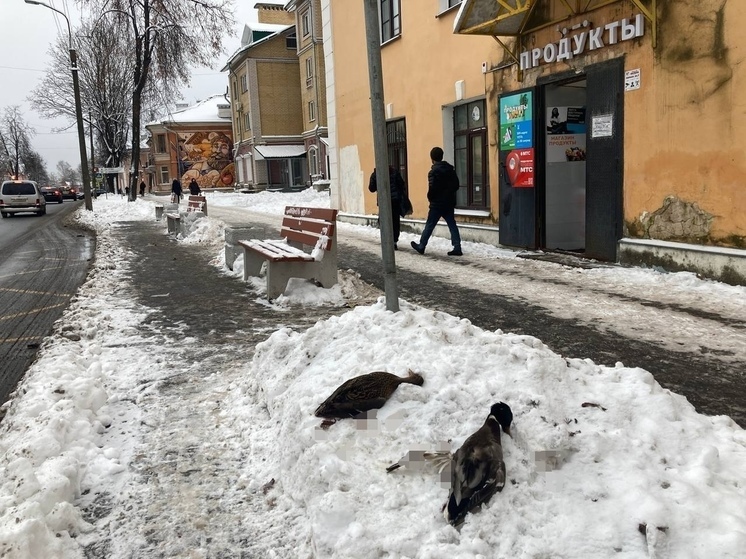 Погибших уток заметили псковичи на Запсковье