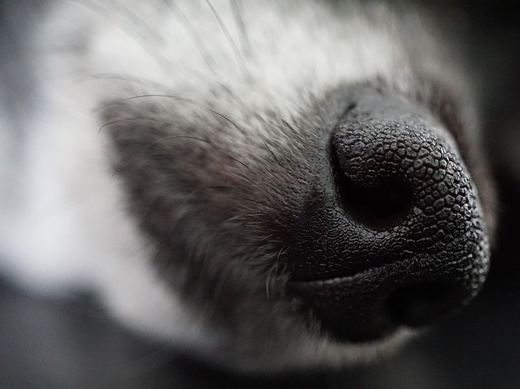 Мужчина ударом ноги убил залаявшую собачку соседки в Подмосковье