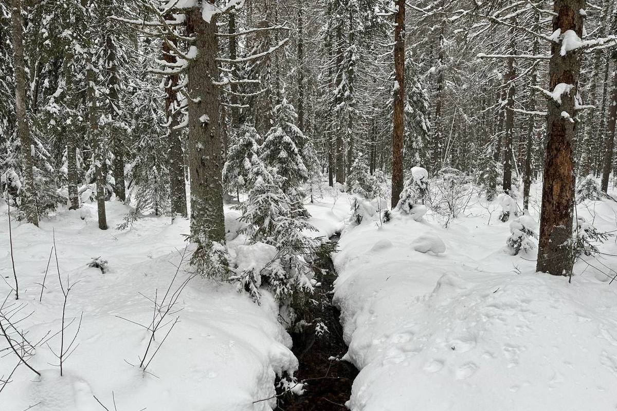 Прием заявлений на покупку и продажу леса на Новгородчине откроется 9 января