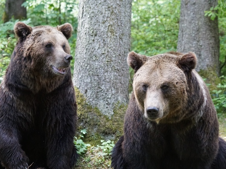 На юге Сахалина медведи не впали в спячку из-за теплой погоды