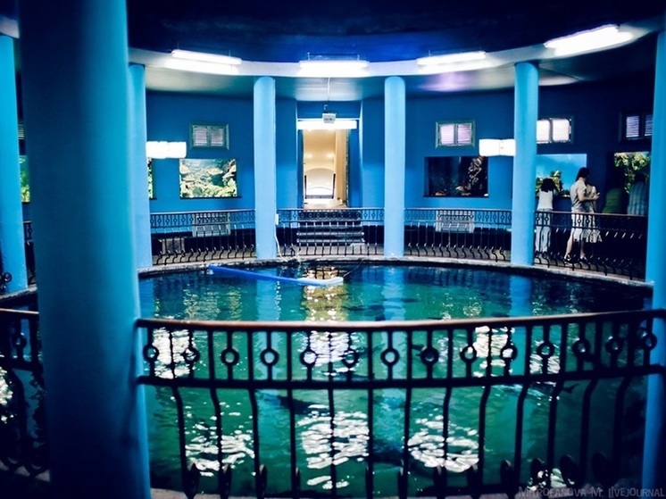 В музее-аквариуме Севастополя из-за непогоды погибли 500 животных
