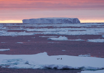 Рекордную ледяную глыбу назвали угрозой для судов и дикой природы